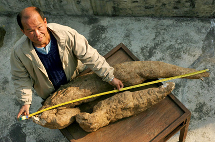 Es una planta trepadora perenne conocida científicamente con el nombre de Pueraria lobata