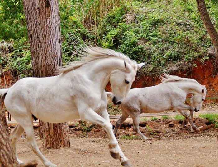 Slow Horse Care, Slow Food, Slow Spa!